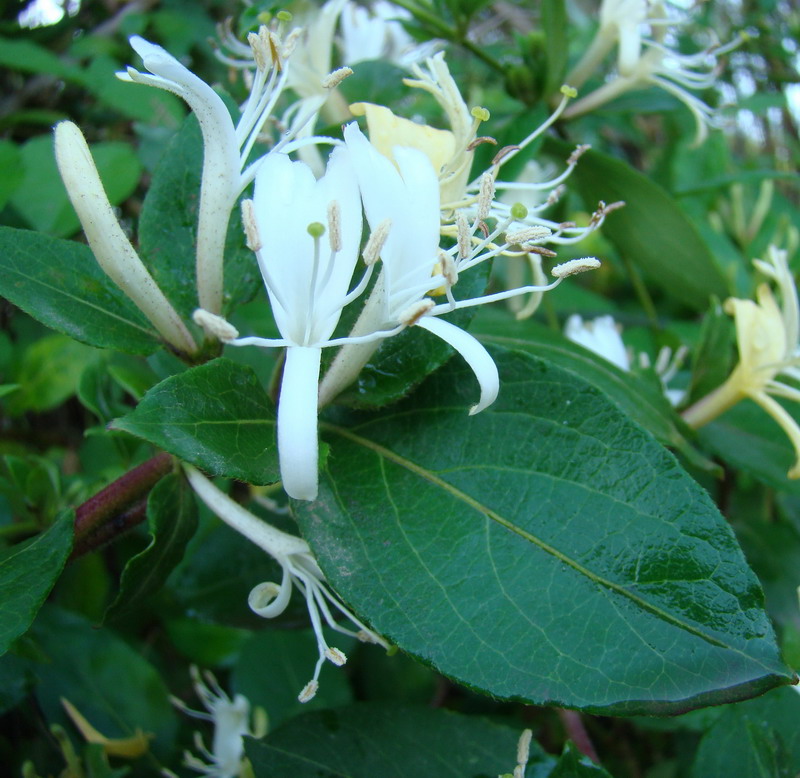 Lonicera japonica Thunb.